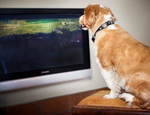 5 Different Television Options For The Avid Consumer