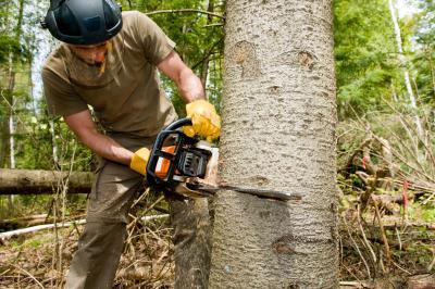 How To Remove That Dangerous Tree From Your Yard