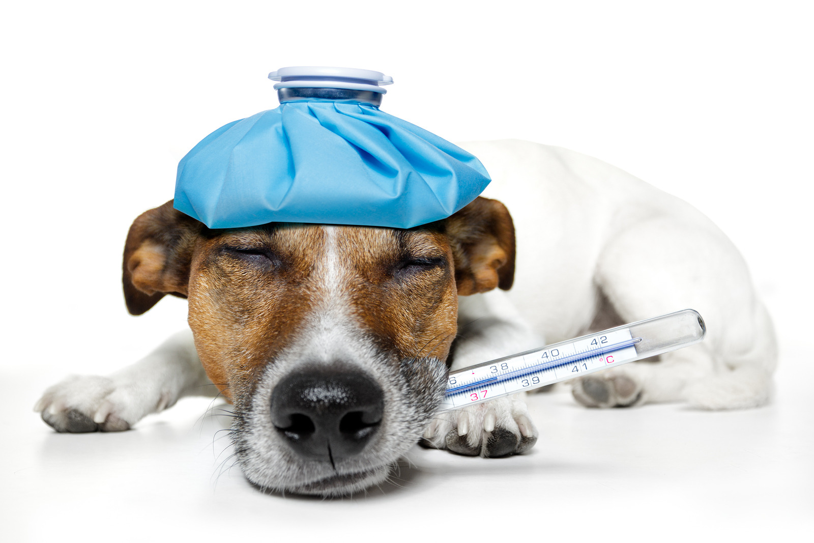 The Overview and The Benefits Of Pet Insurance Companies