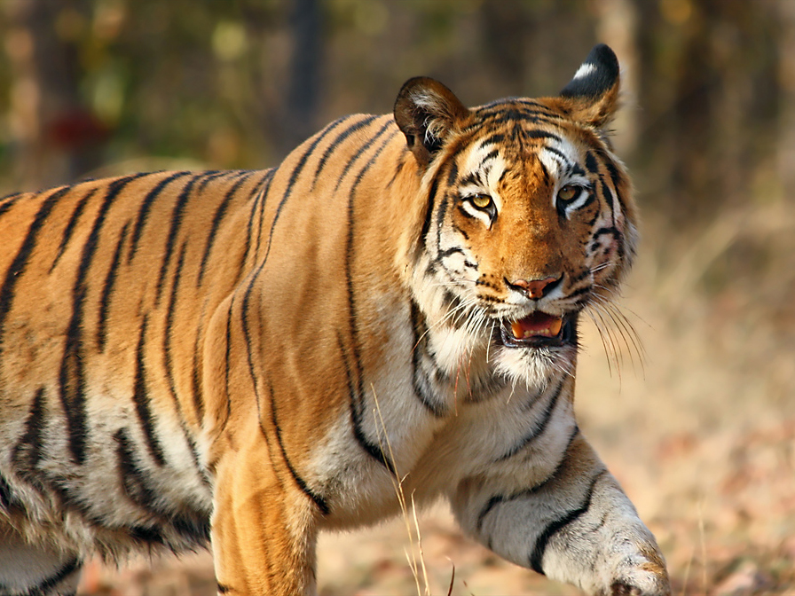 Ranthambore National Park