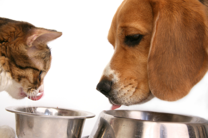 Why You Need To Choose The Best Pet Foods Come From New Zealand?