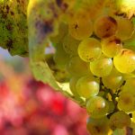 Dear Healthy Chardonnay