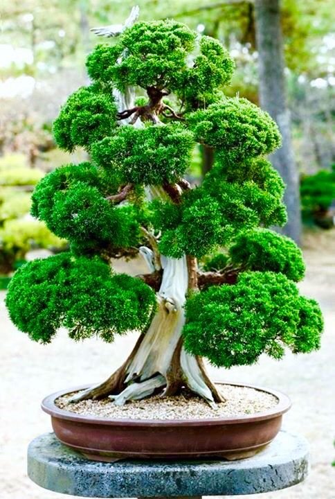 5 Things To Consider When Maintaining Bonsai Plants
