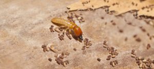 Termite Inspection Delray Beach – A Clear Picture Of Termites and What They Can Do