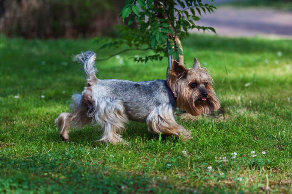 Puppy Playtime: Avoiding Bad Activities For A Growing Dog