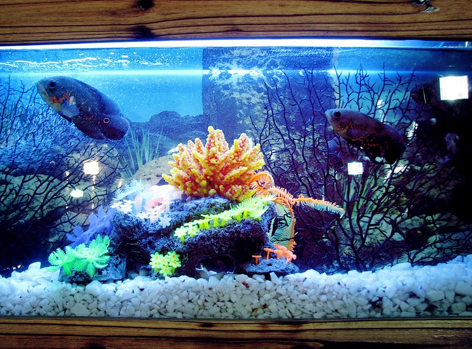 decorate aquarium ideas