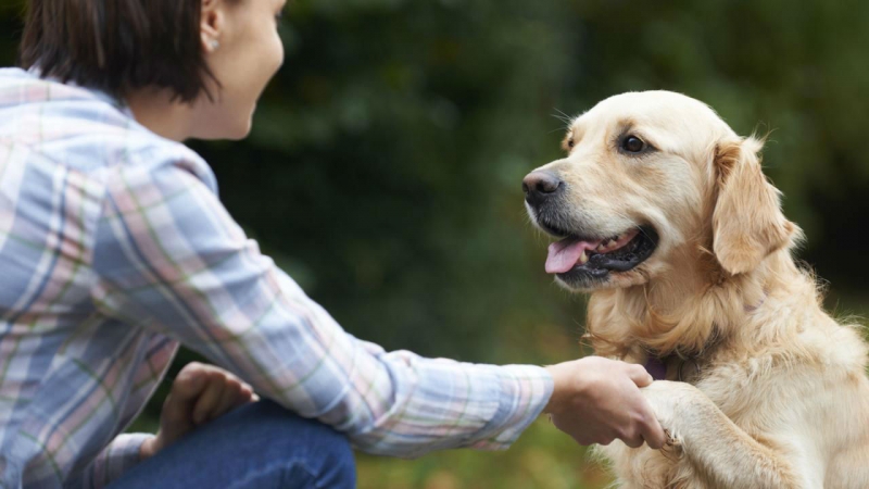 Breeds Of Fearful Dogs