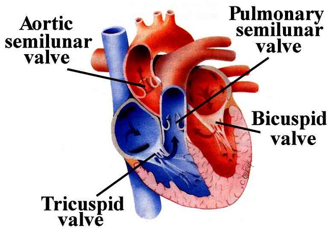 Heart Valve Replacement Surgery In India