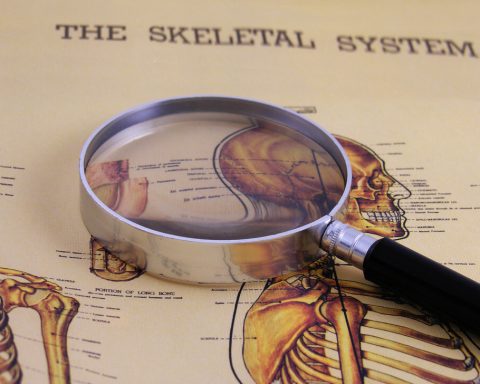 10 Interesting Facts About Your Skeletal System