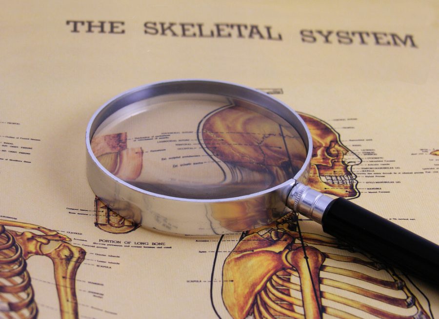 10 Interesting Facts About Your Skeletal System