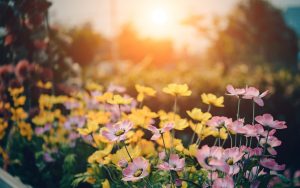 How to Create The Perfect Allergy-free Garden