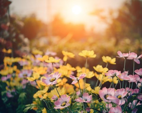 How to Create The Perfect Allergy-free Garden