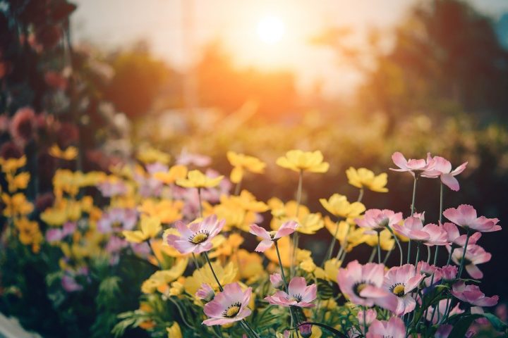 How to Create The Perfect Allergy-free Garden